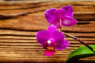 A branch of purple orchids on a brown wooden background 