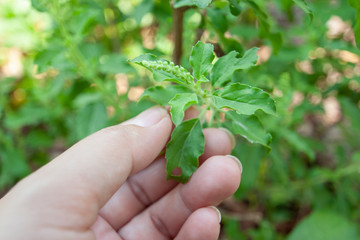 Hand keep the holy basil leaves at the beginning for cooking.