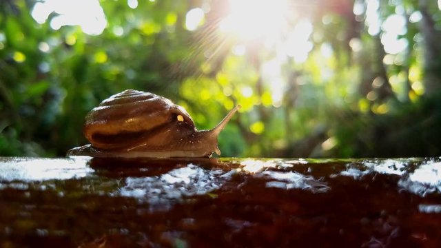 Snail (Scutalus, Achatina fulica.) crawling on concrete wood wall in the afternoon. They have a coiled shell to protect body and Slime can made Nourishing cream. Natural animal. Slow life concept.
