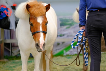 Cute little farm animal pony horse