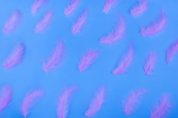 Fototapeta na wymiar Pink feathers on a neon blue background. Copy space. Glowing neon. Trendy is design. 