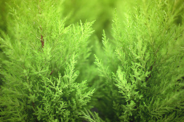 Fototapeta premium Natural green plants landscape using as a background. Fresh concept. Ecology.