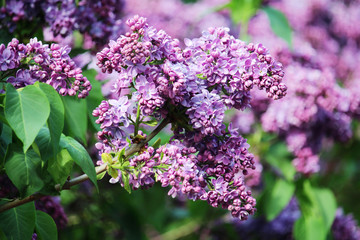 A branch of lilac in spring	
