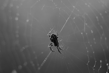 On a spider's web