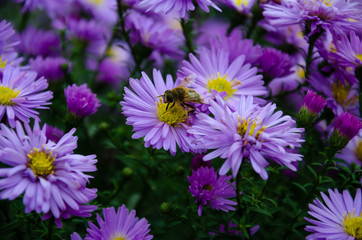 flower, nature, purple, flowers, garden, plant, pink, blossom, spring, green, bloom, lilac, floral, summer, beauty, beautiful, color, blooming, petal, tree, violet, flora, bush, leaf, natural