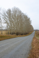 Fototapeta premium Autumn road among the trees in Siberia