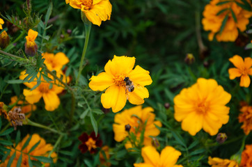 yellow field colors with bee