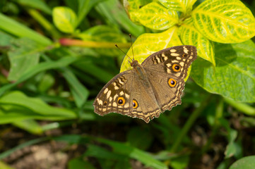 Common Buckeye Butterfly near Pune, Maharashtra, India.