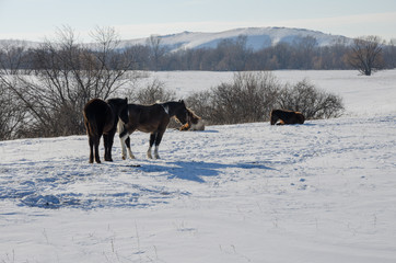 horses graze on winter pasture in Siberia