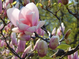 Blooming pink magnolia in the city down town © Iryna Yakovchenko