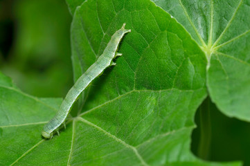Cabbage looper caterpillar close up near Pune, Maharashtra, India.