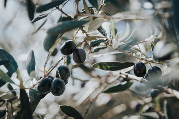 olive branch, olive tree, olives on the tree
