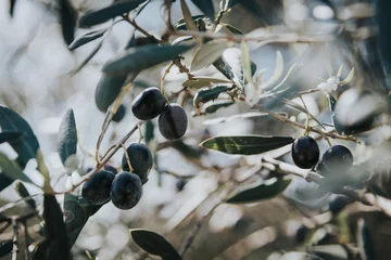 Foto op Plexiglas olijftak, olijfboom, olijven aan de boom © Sonja
