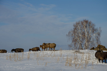 Sheep grazing in the winter pasture in Siberia