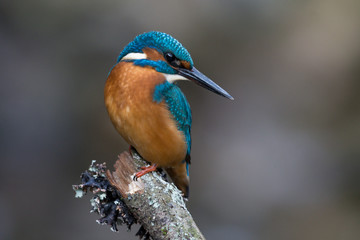 Eisvogel
