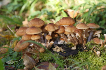 mushroom in the forest