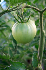 Unripe green tomato growing on bush in the garden.