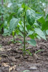 Green bell pepper bush growing in the garden.