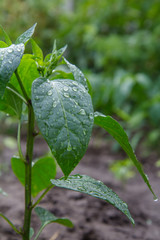 Green bell pepper bush growing in the garden.