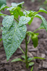 Green bell pepper growing on bush in the garden.
