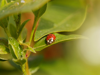  Coccinelle asiatique 'Harmonia axyridis' de coloration rouge, orangé