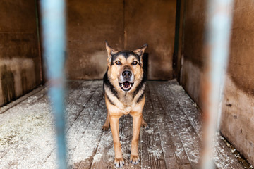 Cage with dogs in animal shelter