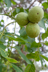 Branch of walnut tree with unripe nuts in the garden.