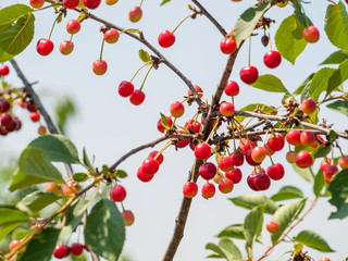 Cherries on the tree in the garden in sunny summer day.