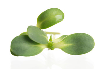 Sunflower sprout close-up isolated on white