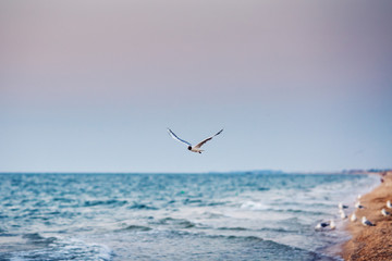 flight of seagull over sea.
