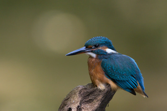 Eisvogel