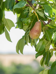Pear tree with fruit in summer day.