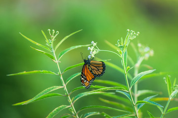 Monarch butterfly on green plant