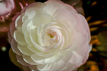 クレアオースチン