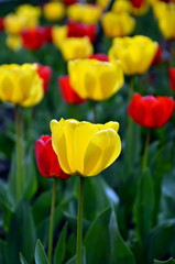 Obraz premium Colorful tulips in the garden.