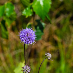 Devils-bit Scabious or Succisa pratensis, flowers macro with bokeh background, selective focus, shallow DOF