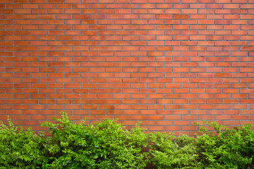 Red brick wall fragment background with green plant.