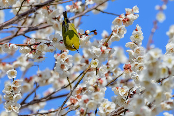 メジロと梅