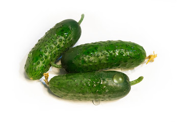 Three fresh cucumbers with dew on them on a white isolated background