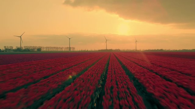 Aerial Shot of Colorful Red Tulips at Sunset with Wind Turbines on Background