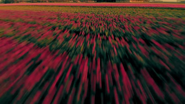 Fast Pull Back Aerial Shot of Gorgeous Tulips Growing in at Farm Fields on Dutch Polder Flevoland. Motion Blur. 
