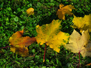 Fallen leaves of Norway Maple or Acer platanoides in autumn texture background, selective focus, shallow DOF