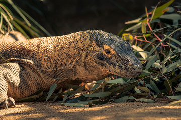 Komodo Dragon getting some time in the sunshine.