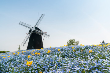 ネモフィラの花咲く丘