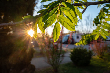 fresh leaves against the sunset