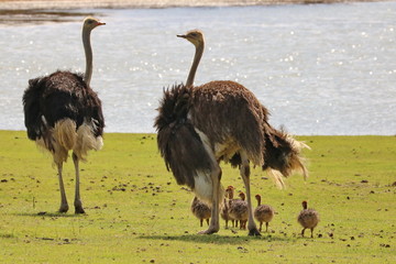 Ostrich Familie 