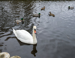 A beautiful white swan swims on a lake in the company of ducks and drakes.
