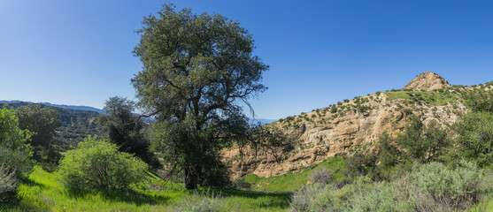Tall Oak Tree in Rocky Canyon