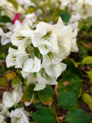 white bougainvillea in garden