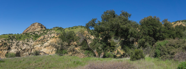 Oak Trees Grow in Long Valley